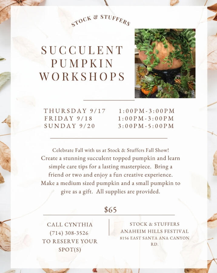 Succulent Pumpkin Workshops Succulent Pumpkin Workshops
