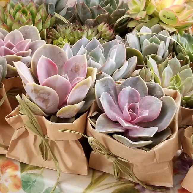 Plants and Succulents at Stock & Stuffers seasonal Boutique at Anaheim Hills Festival